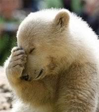 facepalm-bear.jpg